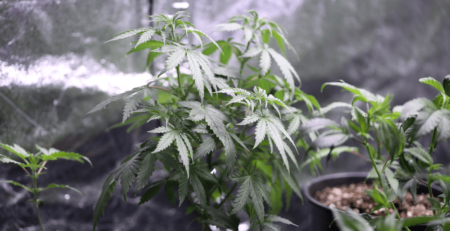 Growing marijuana in your home