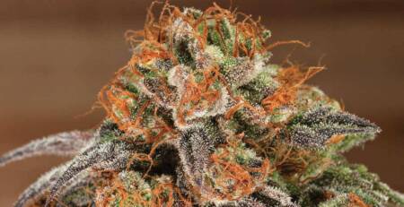 potent marijuana strains