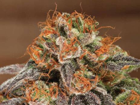 potent marijuana strains