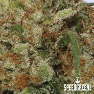 Killa Crip Kush (AAAA) - Image 3