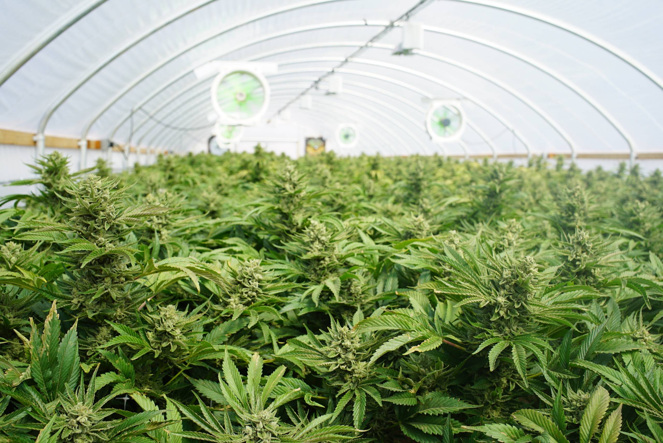 Large Indoor Marijuana Commercial Growing Operation With Fans. SpeedGreens