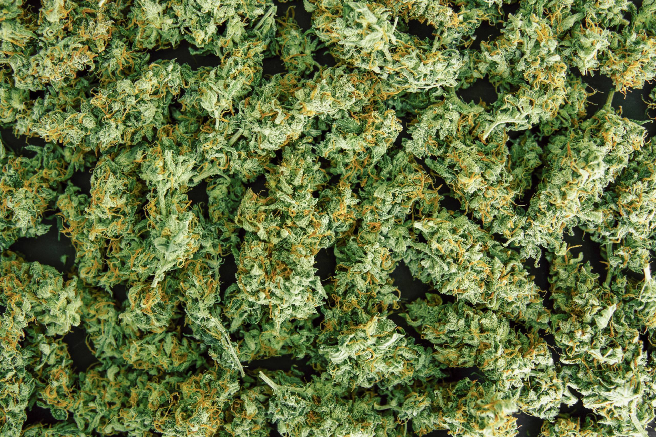 Save on marijuana prices by buying in bulk of cannabis. SpeedGreens