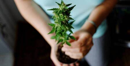 Four Ways To Grow Marijuana in Canada