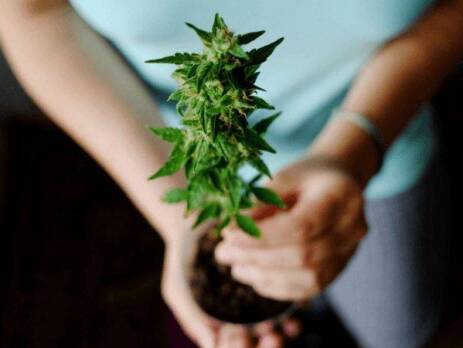 Four Ways To Grow Marijuana in Canada