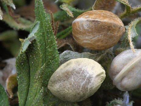 Guide to Buying Marijuana Seeds