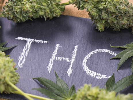 Six Highest THC Weed Strains