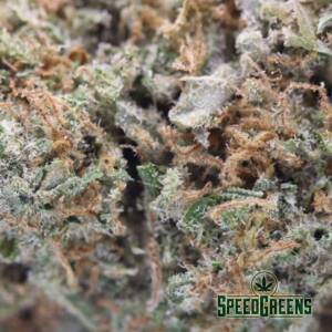 SpeedGreens Sunkiss CBD 3