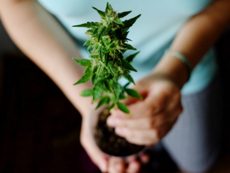Six Different Marijuana Growing Methods