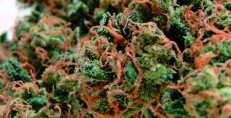 Most Popular Marijuana Strains