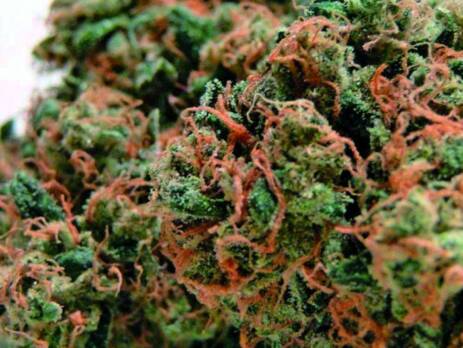 Most Popular Marijuana Strains