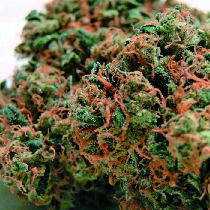Most Popular Marijuana Strains