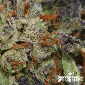 Purple Skunk (AAA) - Image 3