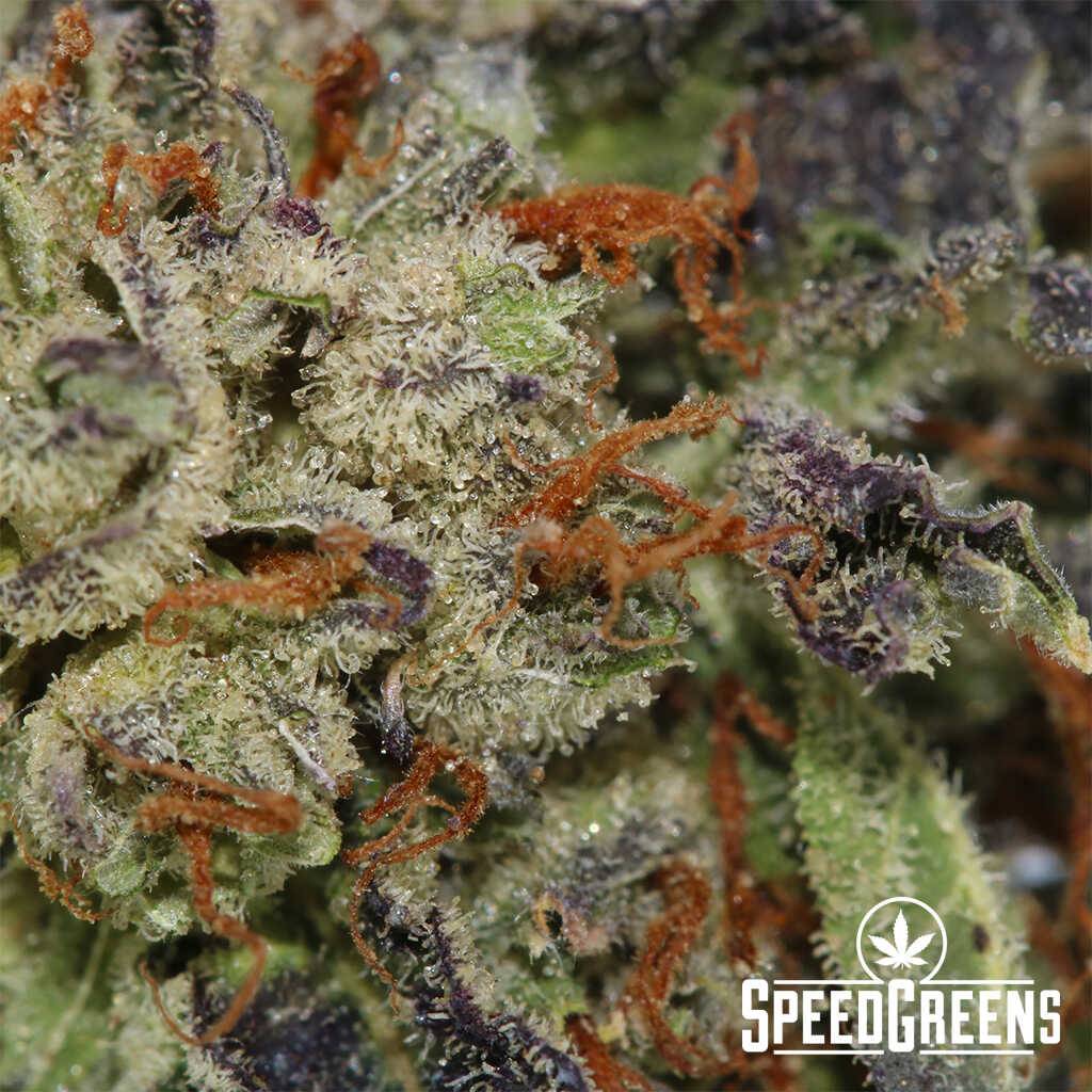 purple_skunk_aaa-4-cannabis_optimized