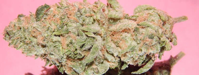 Girl Scout Cookies Strain