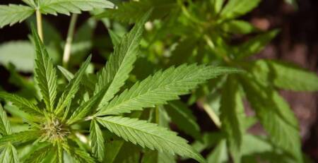 Speed Greens Guide to Marijuana