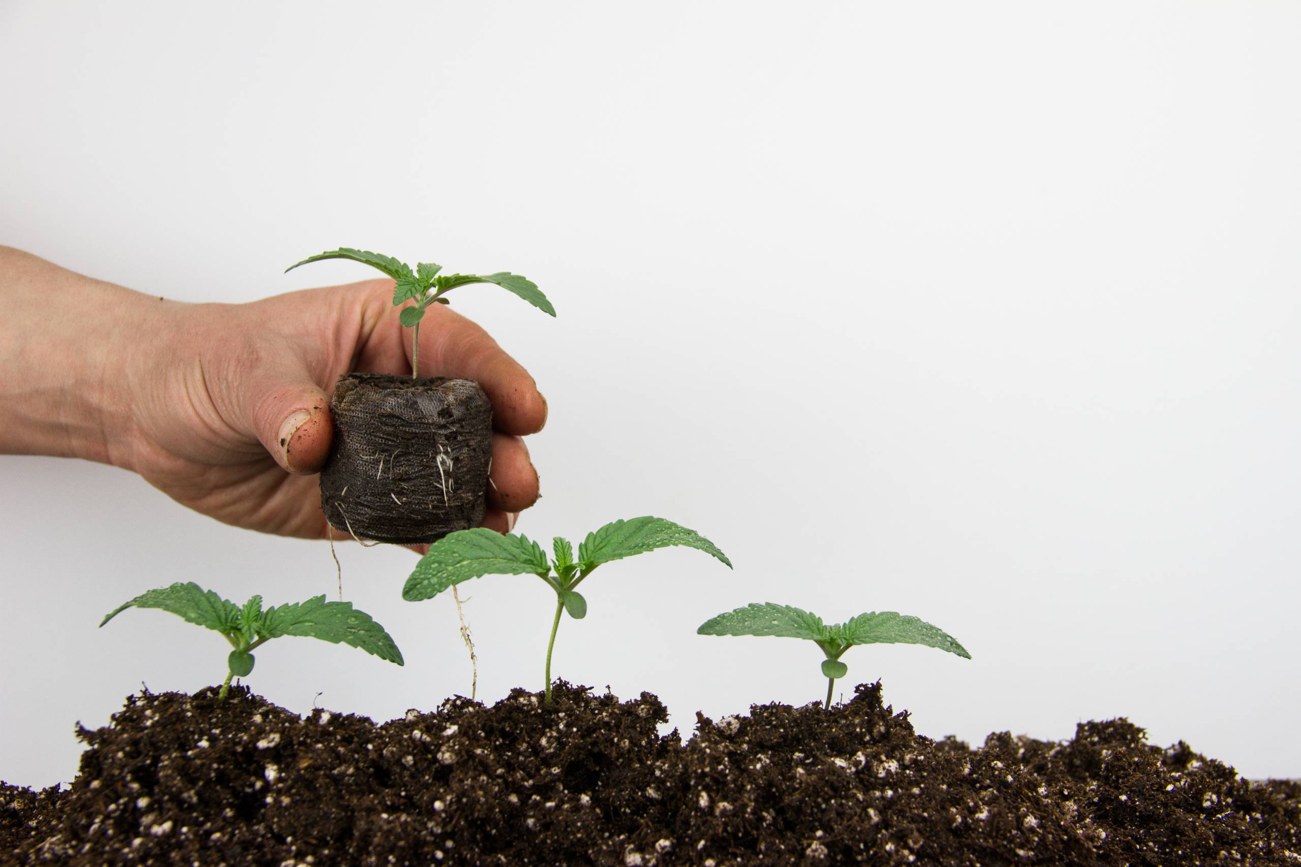 Cannabis seedlings for growing marijuana plants. SpeedGreens