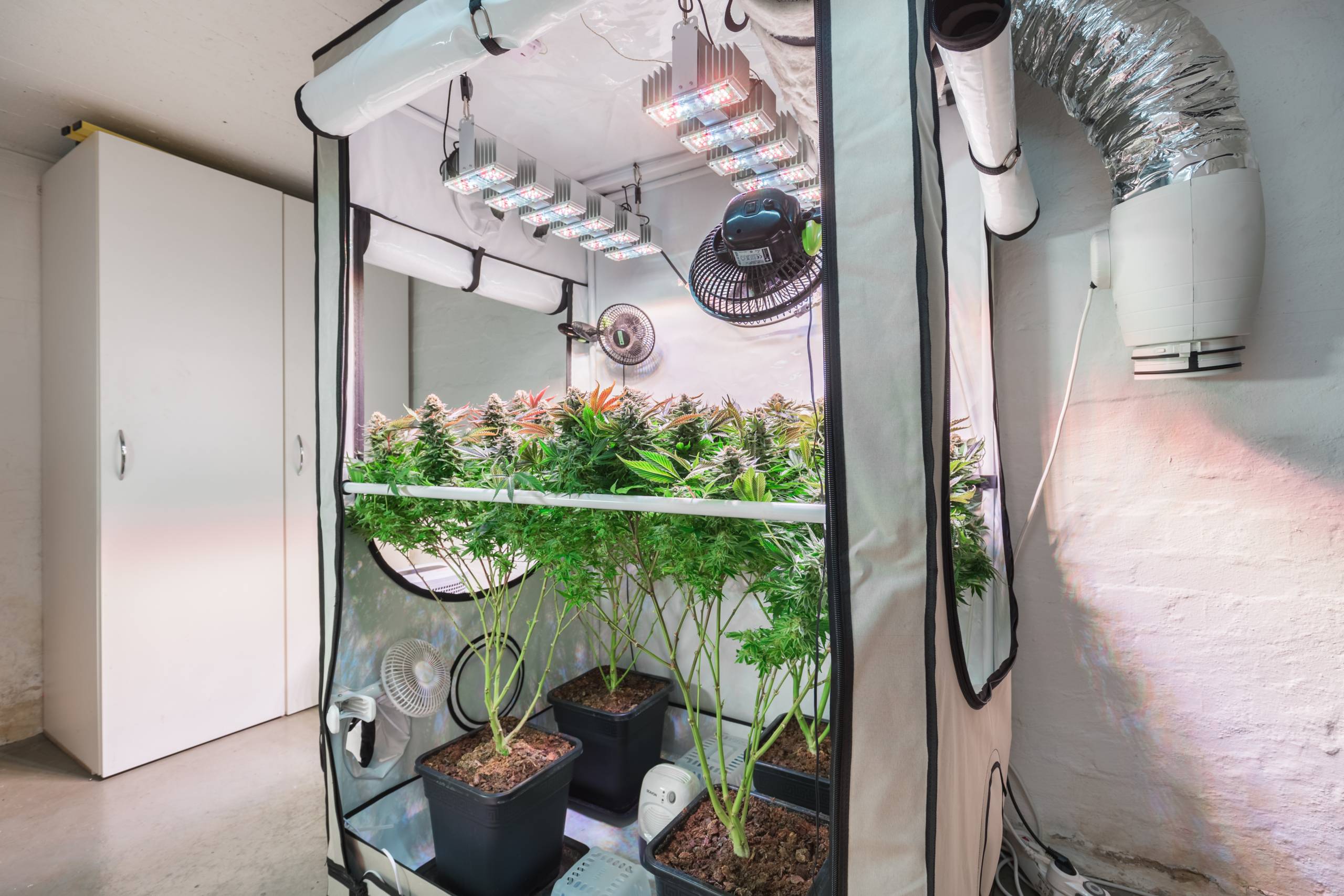 Shot of a cannabis plants growing in a grow tent during flowering stage. Growing marijuana laws. SpeedGreens.