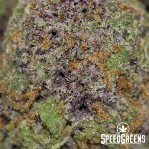 Granddaddy Purple (smalls) (AAA) - Image 3