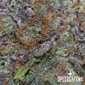 Granddaddy Purple (AAAA) - Image 3