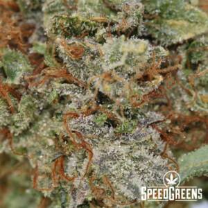 Purple Lightning (AAAA) - Image 3