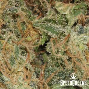 Blue Cheese (smalls) (AA) - Image 3