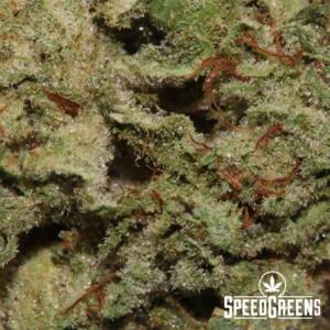 Green Crack (AA) - Sativa Indica Hybrid - Image 4