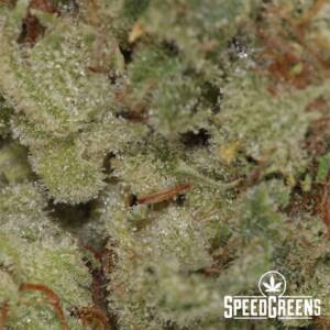 Ghost Glue Top Shelf (AAAA) - Image 3