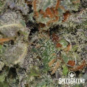 Kaboom (S) (AA) - Sativa Indica Hybrid - Image 4