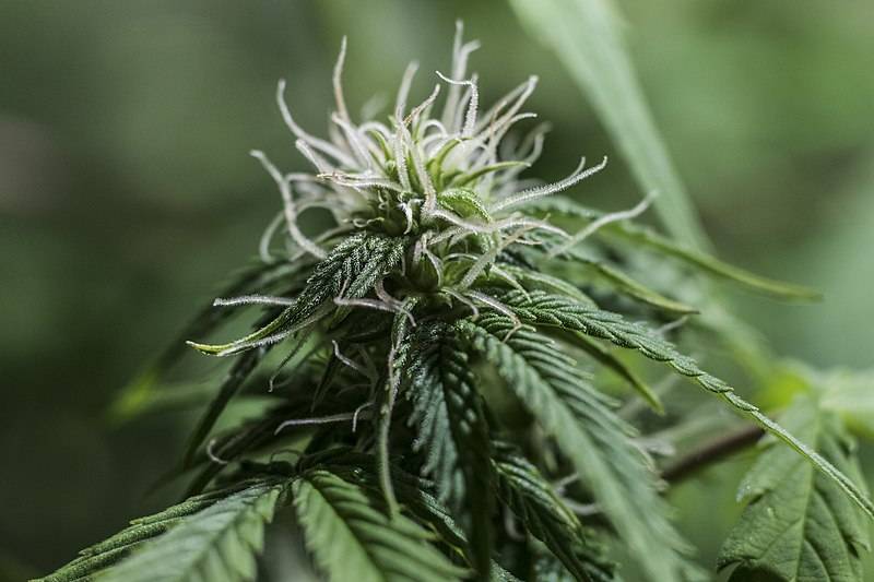 Caryophyllene for cannabis strains