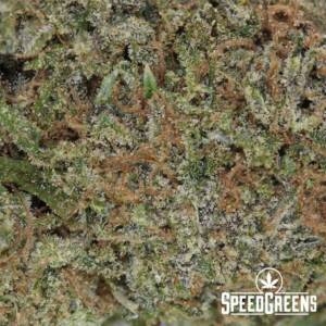 Chocolate Kush (AAA) - Weed Online - Image 3