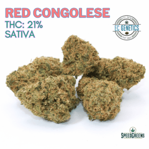 red congolese by ec genetics