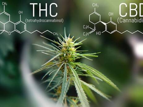 THC strain into a CBD strain