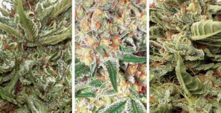 Mix and Match Cannabis Strains