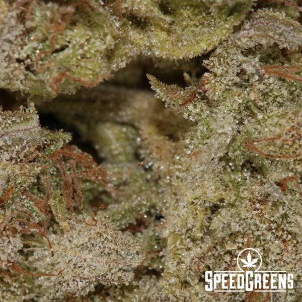 Sunset OG (AAAA) | #1 Rated Online Marijuana Dispensary