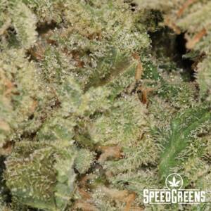 Blue Dream (AAAA) - Image 3