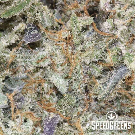 Jet Fuel Strain AAAA Fly High Now Speed Greens