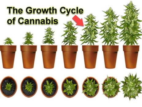 Marijuana plant growth cycle