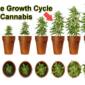 Marijuana plant growth cycle