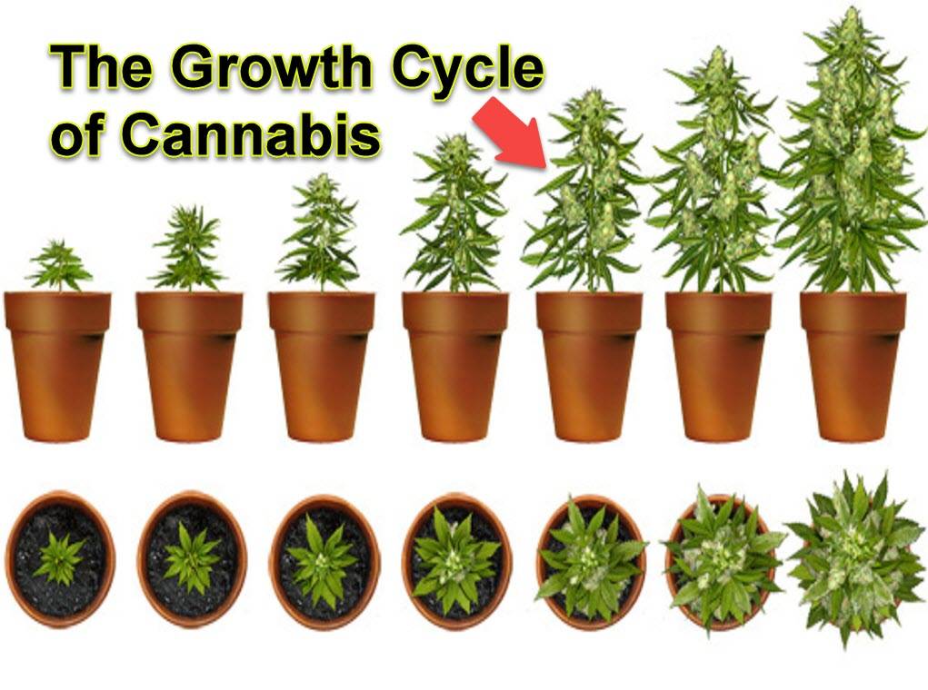 Diagram Of Marijuana Growth Stages