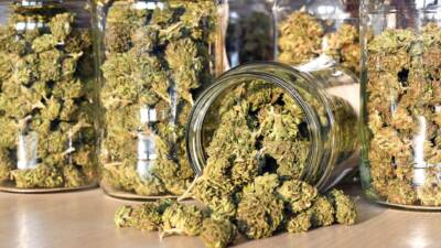 Curing Marijuana Buds: How To Do It The Proper Way