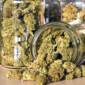 curing marijuana buds