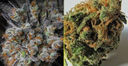strongest cannabis strains
