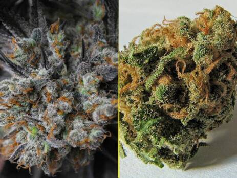 strongest cannabis strains