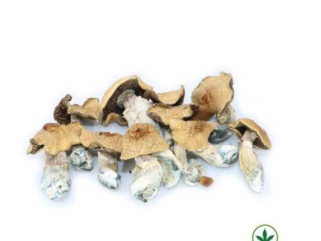 burmese_dried_mushroom-mushroom