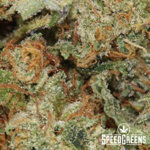 Ghost Breath (AA+) - Image 3