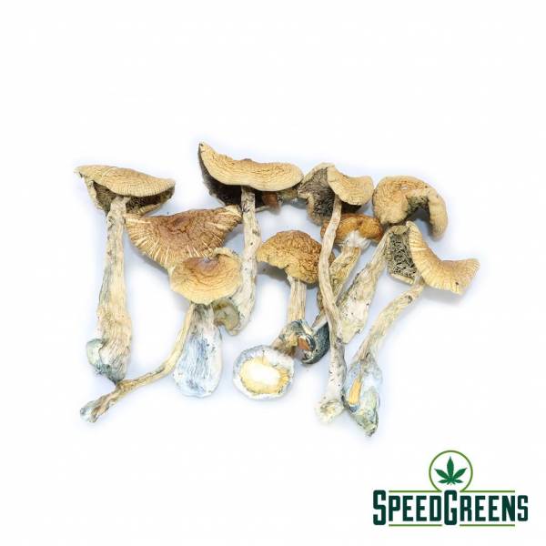 golden_teacher_dried_mushroom-2-mushroom