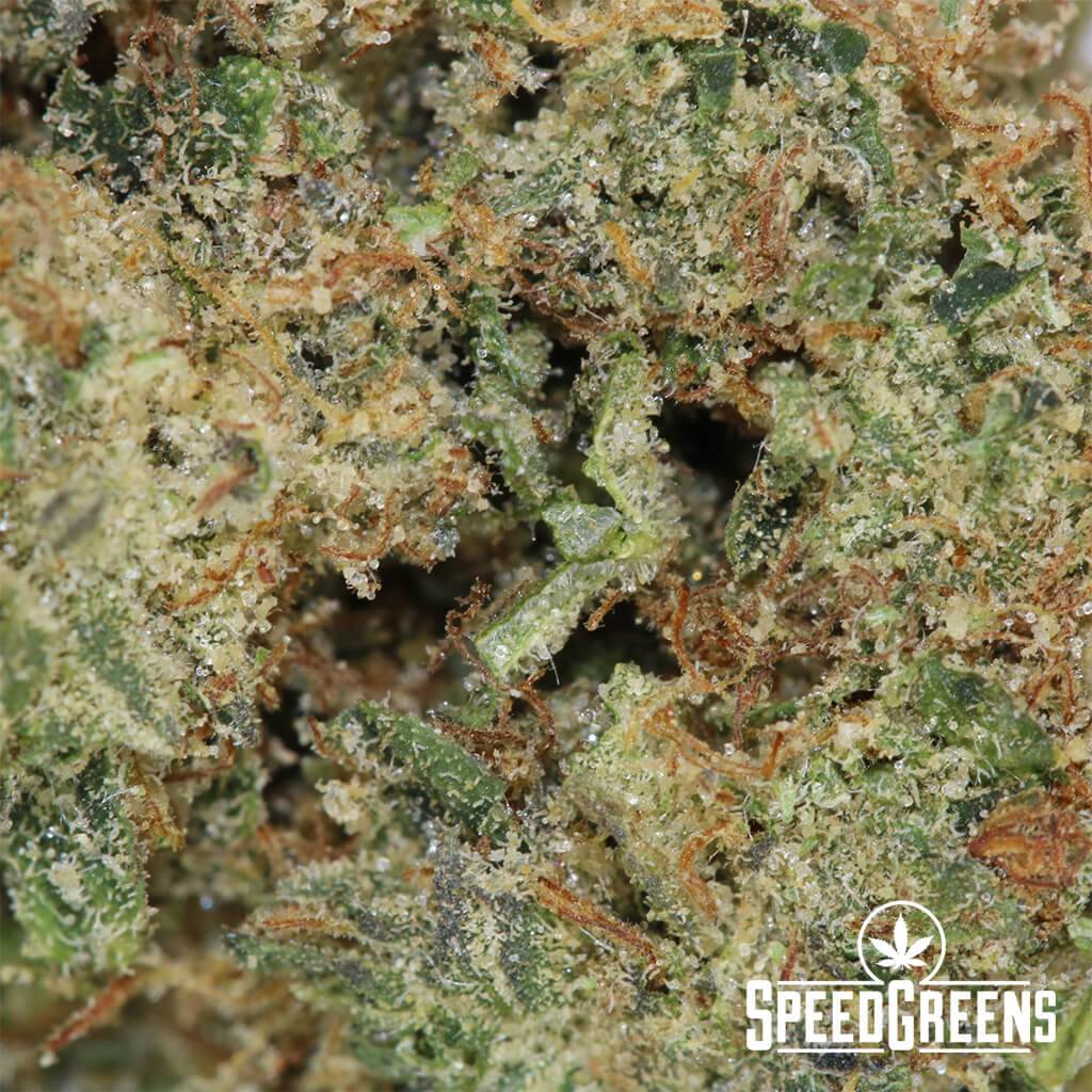 super-silver-haze-smalls-aaaa-cannabis-4