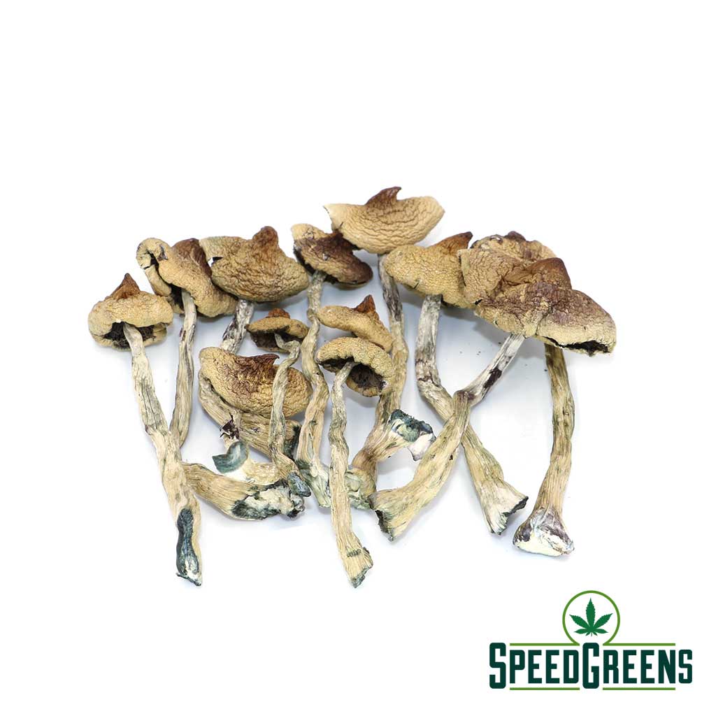 Buy Costa Rican (Psilocybe cubensis) magic mushrooms at Speed Greens.