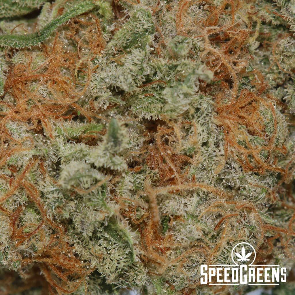 mandarin_zkittles_smalls_aaa-4-cannabis