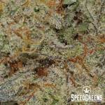 sherbert_cookies_craft_top_shelf-4-cannabis